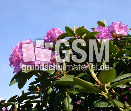 Rhododendron-Fruehlingshimmel.jpg